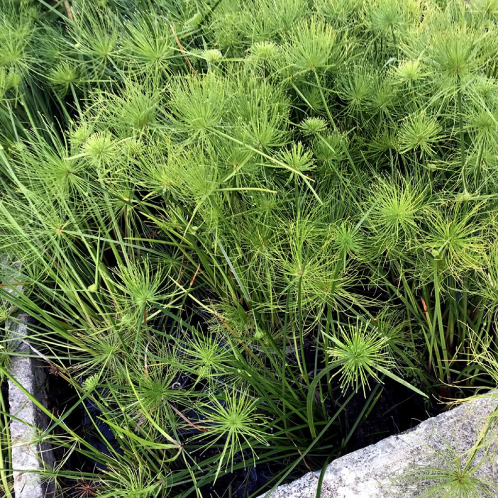 Cyperus haspan - Papyrus nain