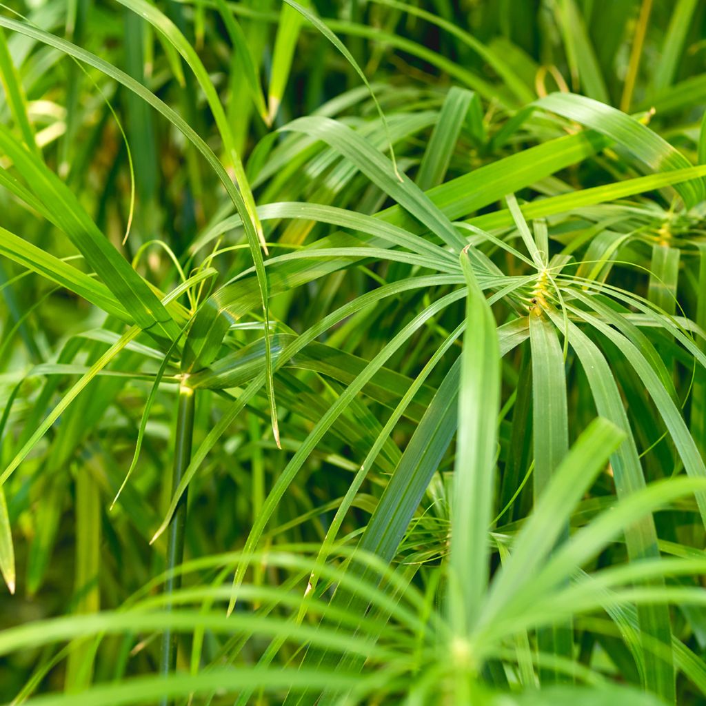 Cyperus alternifolius - Papyrus