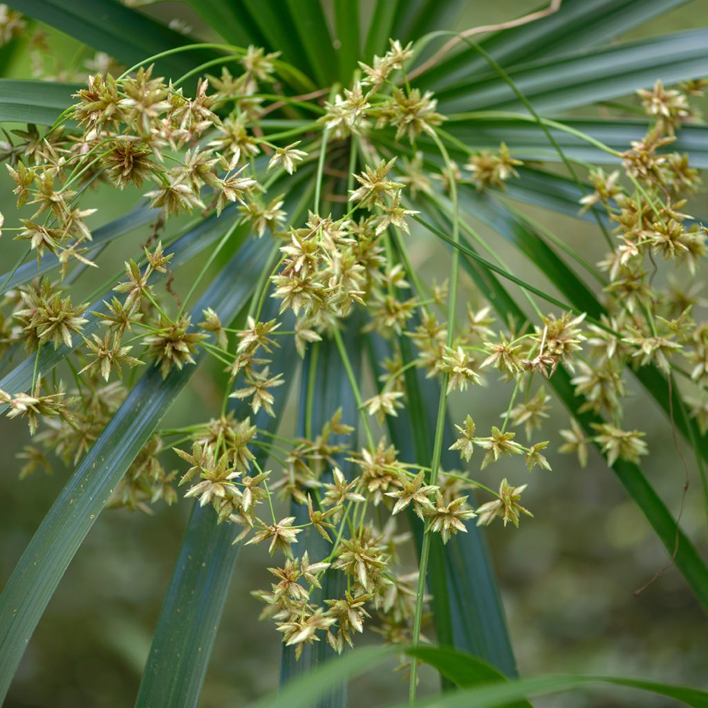 Cyperus alternifolius - Papyrus