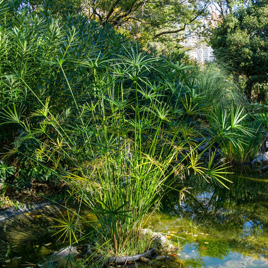 Cyperus alternifolius - Papyrus