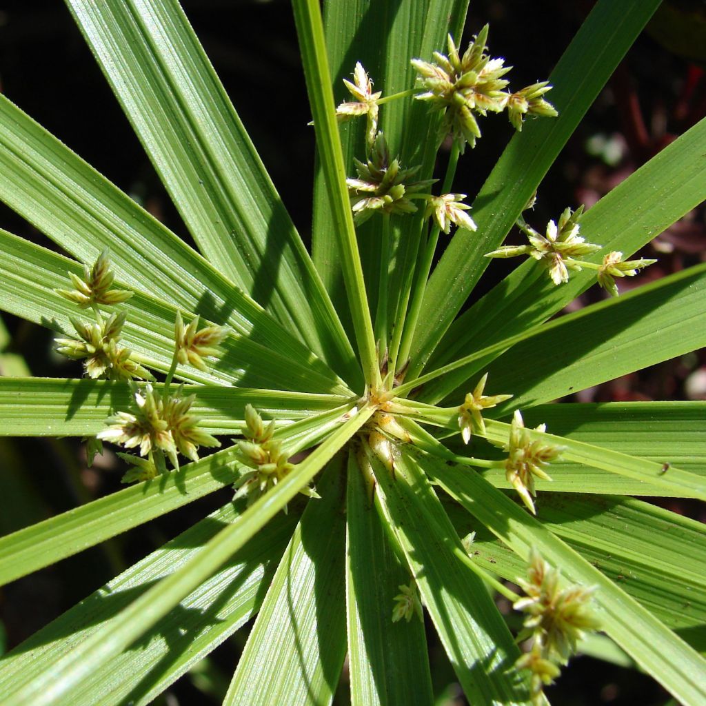 Cyperus involucratus