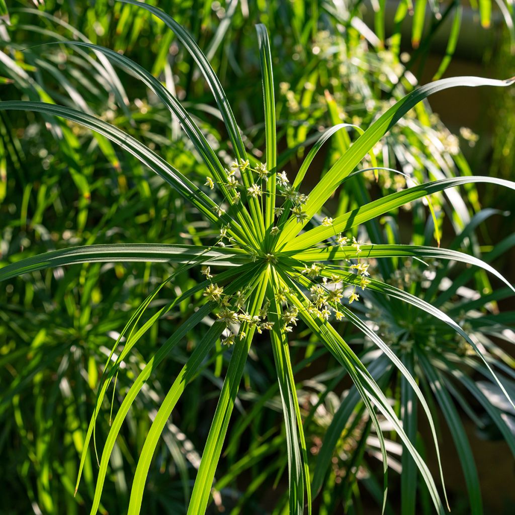 Cyperus involucratus