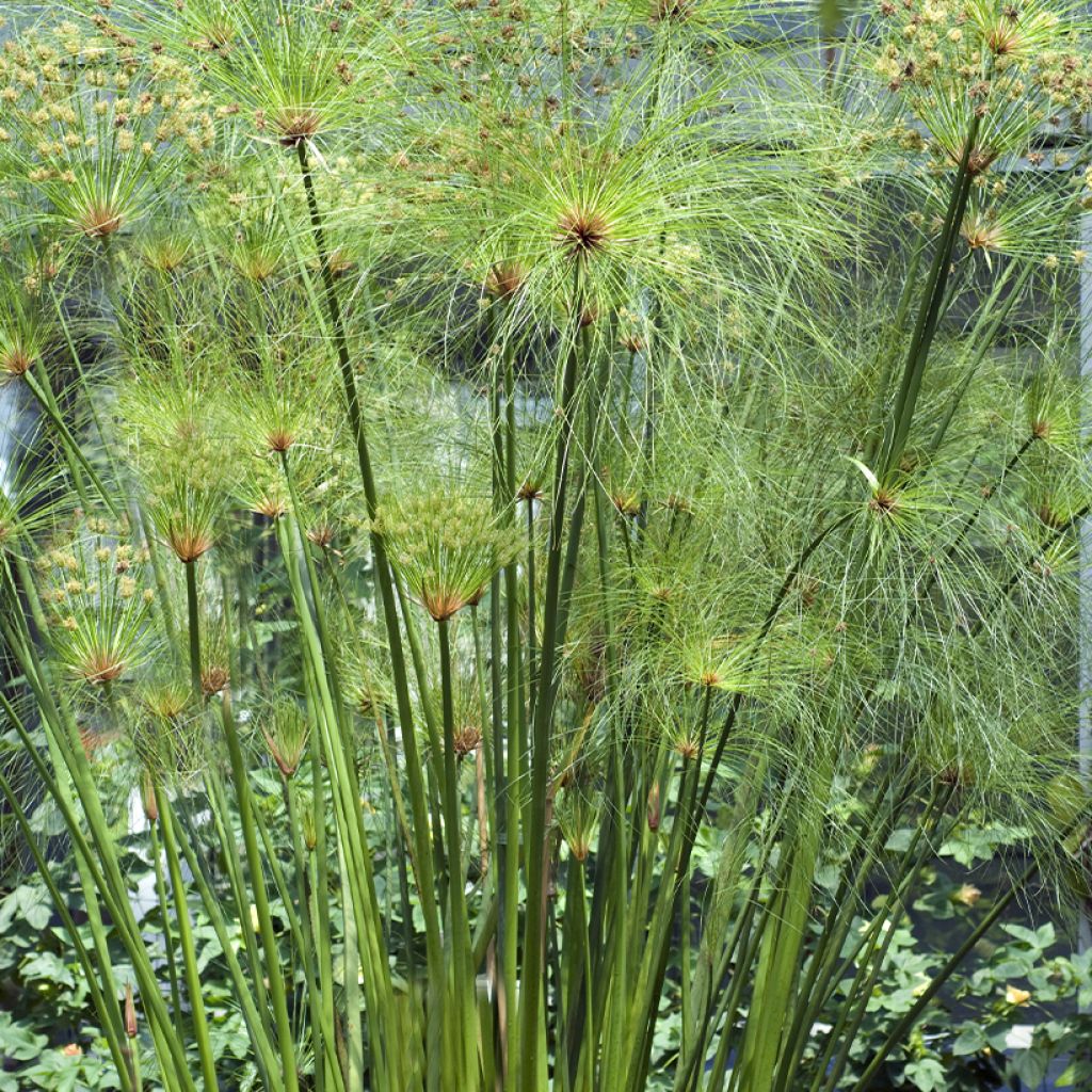 Cyperus papyrus - Papyrus