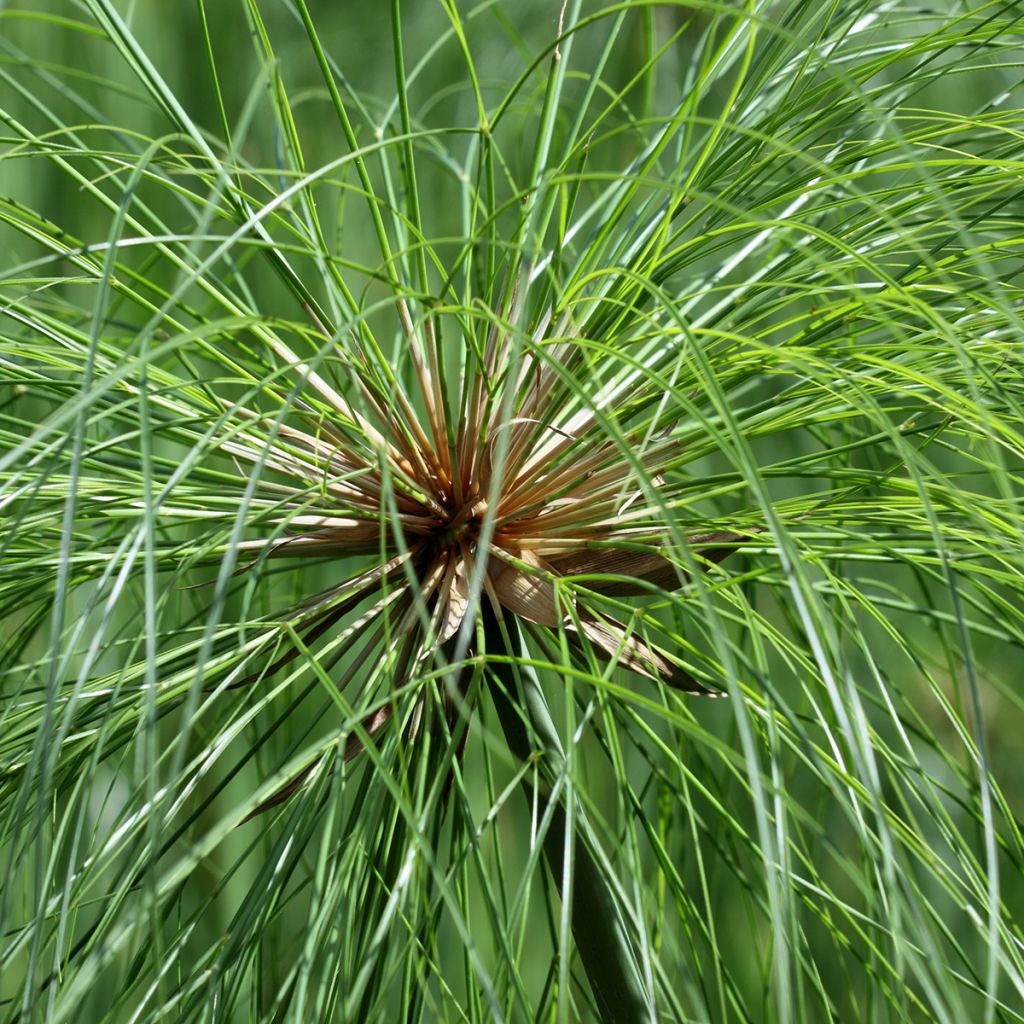 Cyperus papyrus - Papyrus