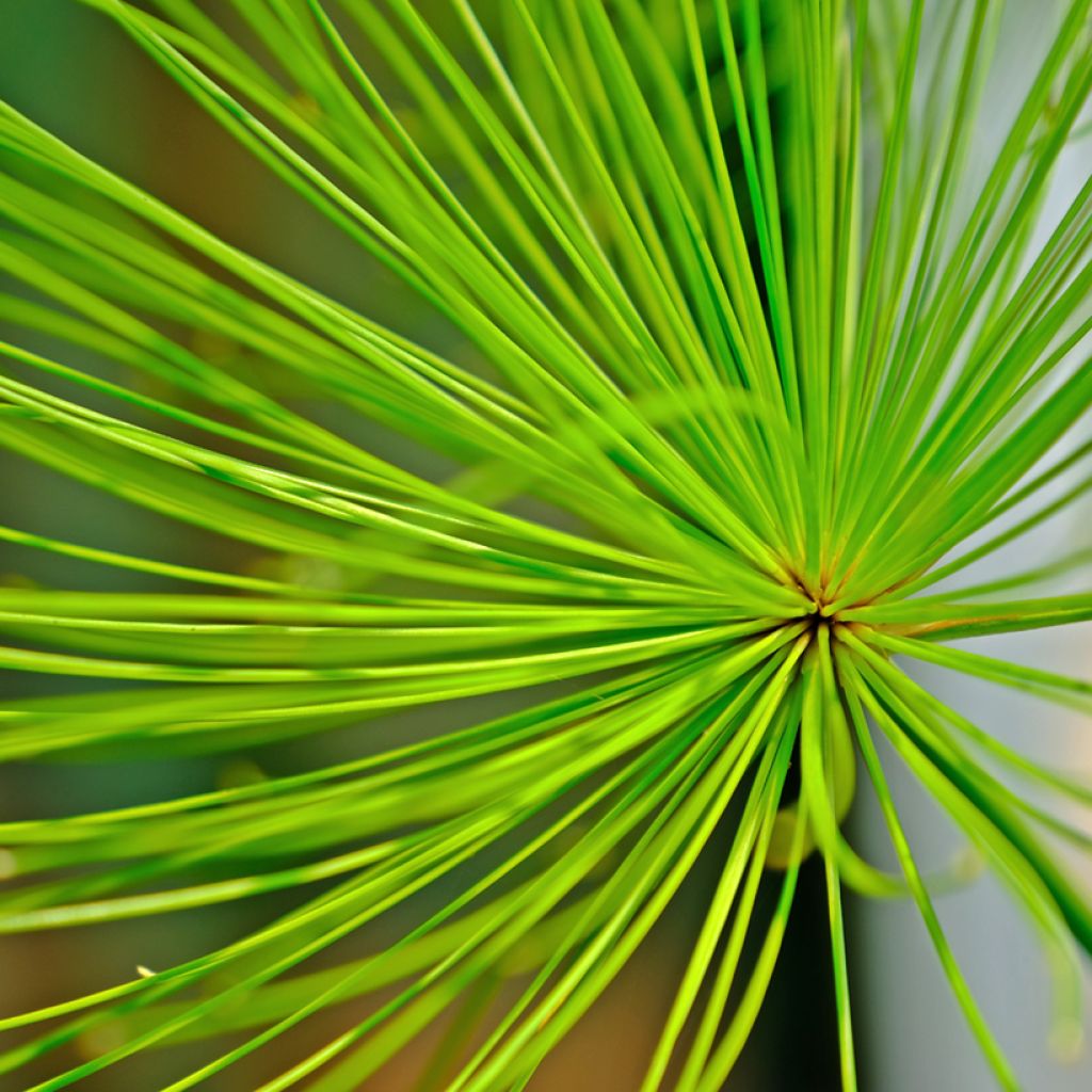 Cyperus prolifer - Papyrus nain