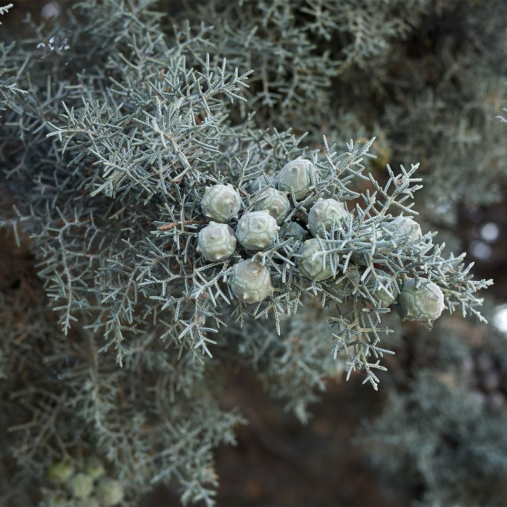 Cyprès de l'Arizona Fastigiata - Cupressus arizonica