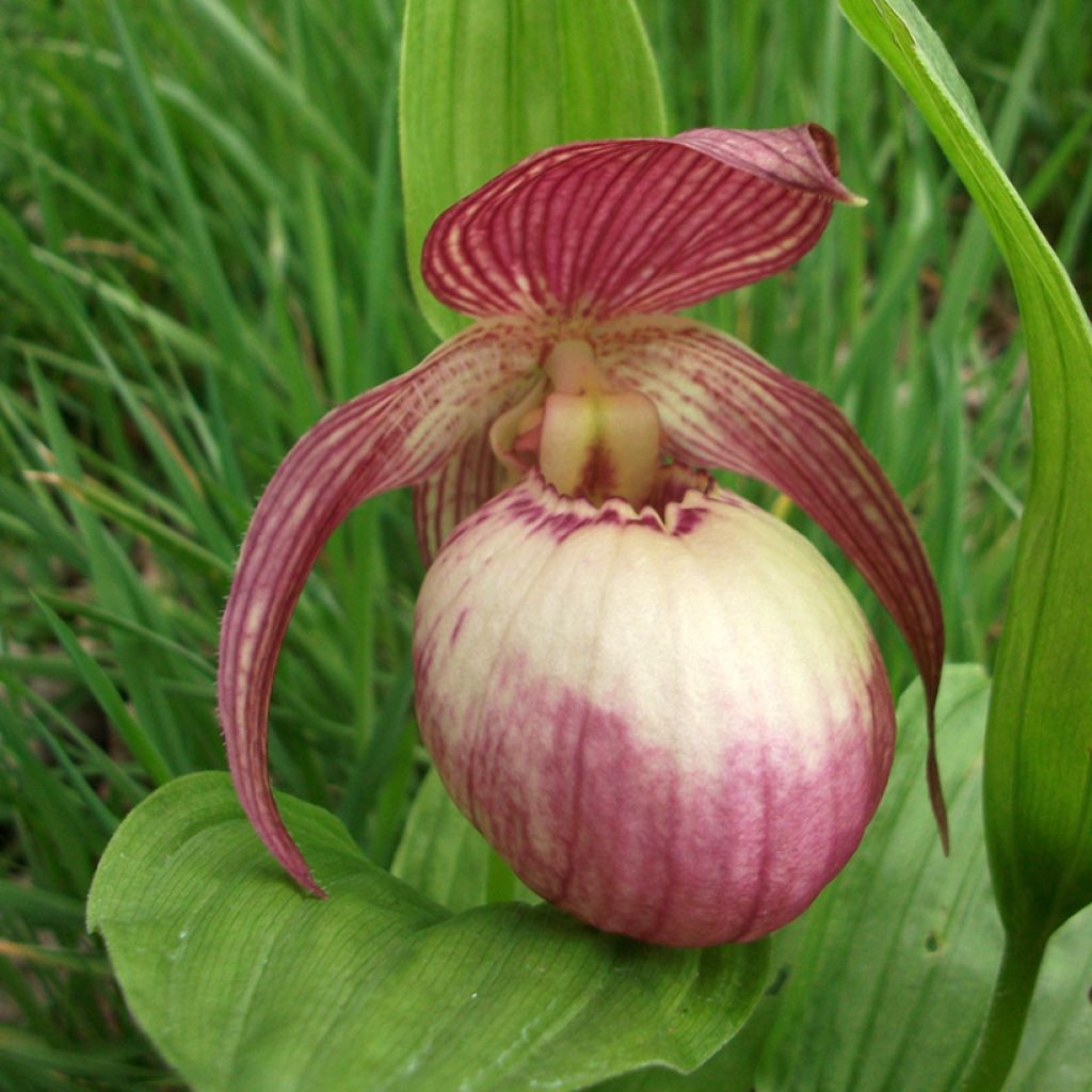 Cypripedium Sabine - Sabot de Venus hybride