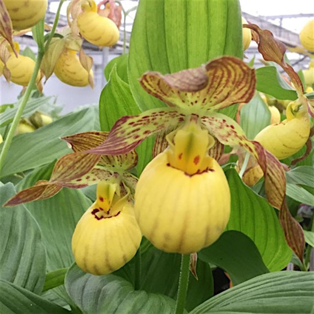 Cypripedium Inge - Sabot de Venus hybride