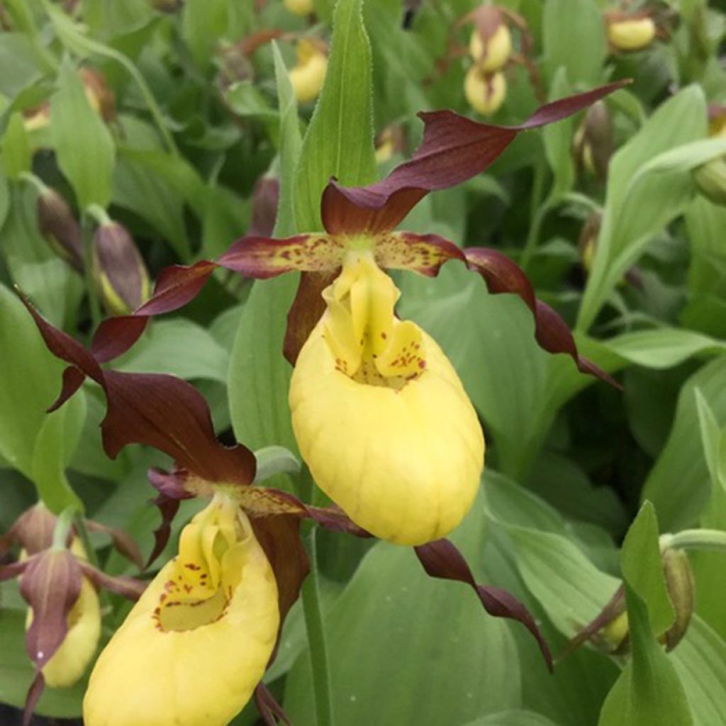 Cypripedium Otto - Sabot de Venus hybride