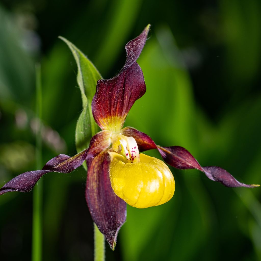 Cypripedium calceolus - Sabot de Venus