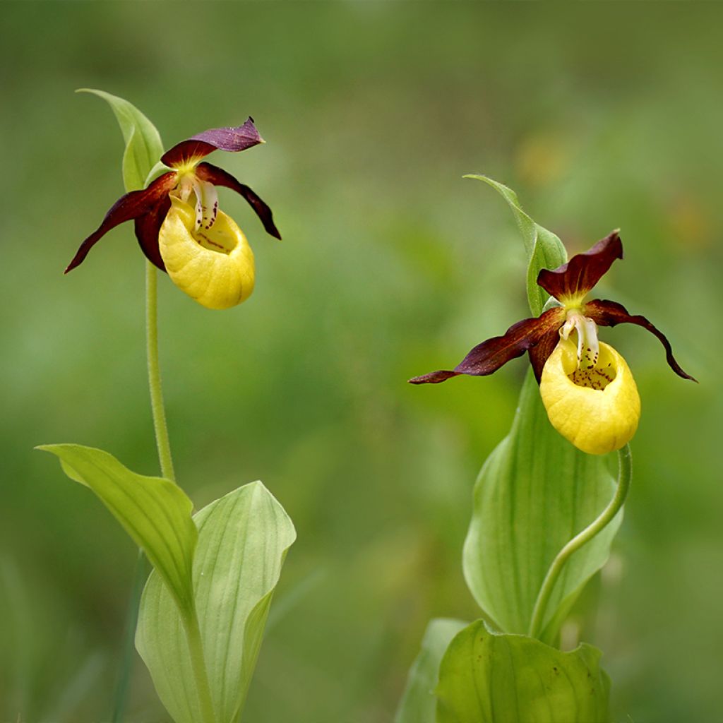 Cypripedium calceolus - Sabot de Venus