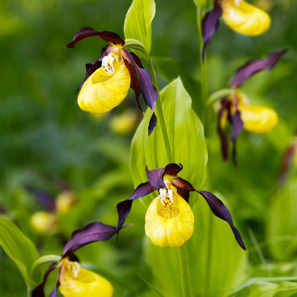 Cypripedium calceolus - Sabot de Venus