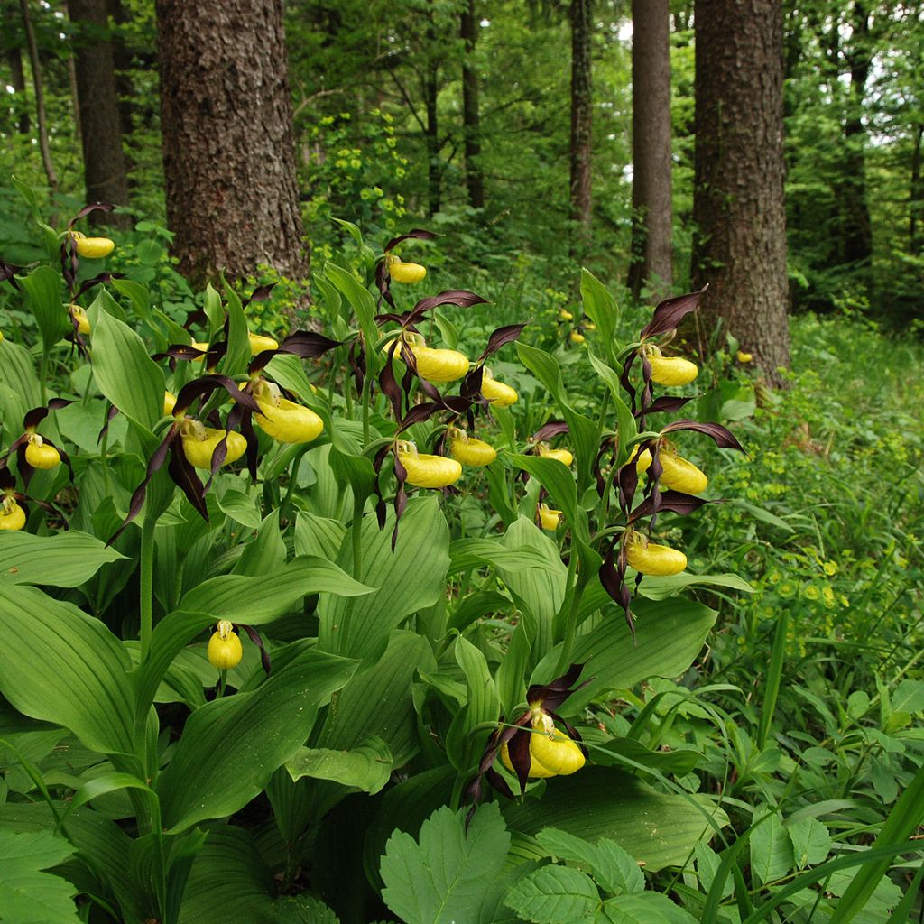 Cypripedium calceolus - Sabot de Venus