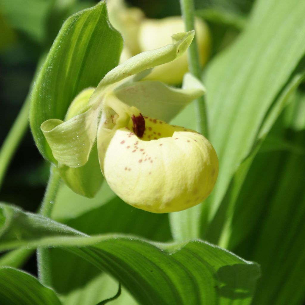 Cypripedium flavum - Sabot de Vénus rose pâle et jaune pâle