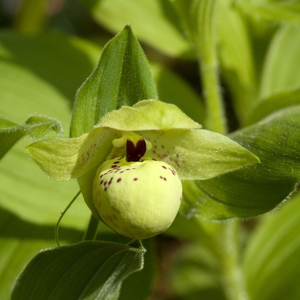 Cypripedium flavum - Sabot de Vénus jaune pâle