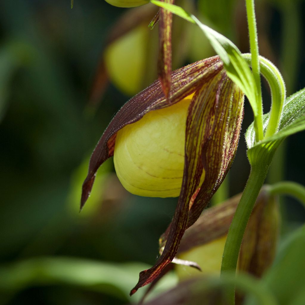 Cypripedium kentuckiense - Sabot de Vénus pourpre et ivoire