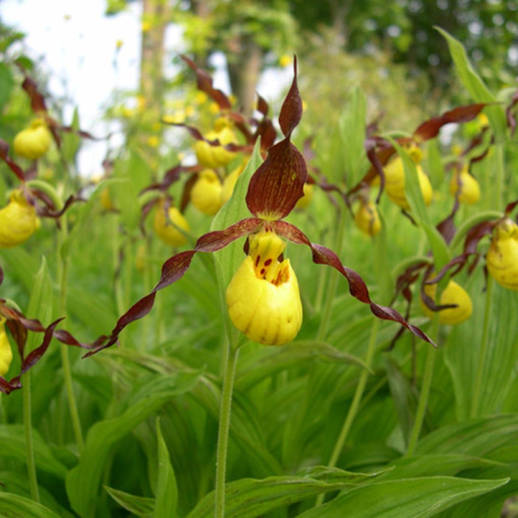 Cypripedium parviflorum var. parviflorum - Sabot de Venus