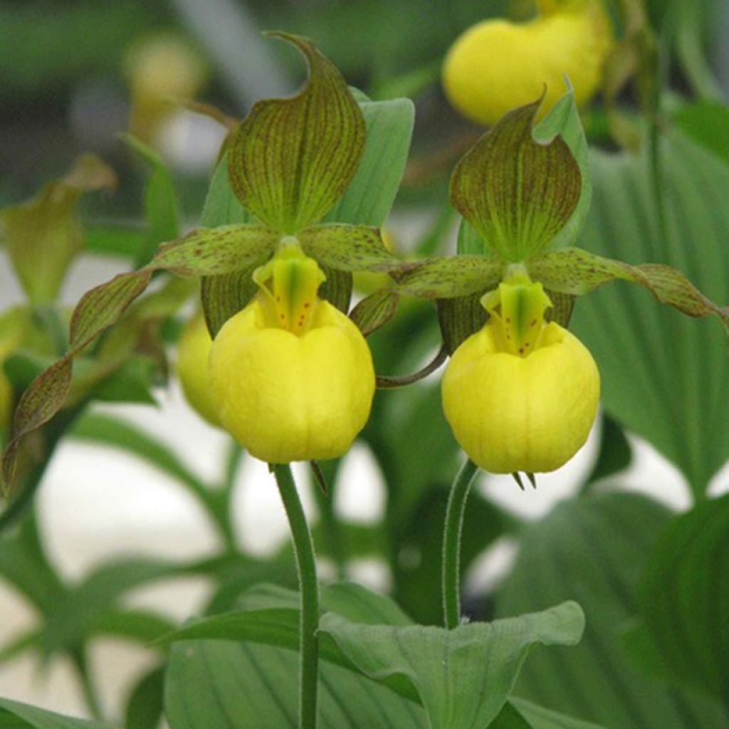 Cypripedium parviflorum pubescens - Sabot de Venus