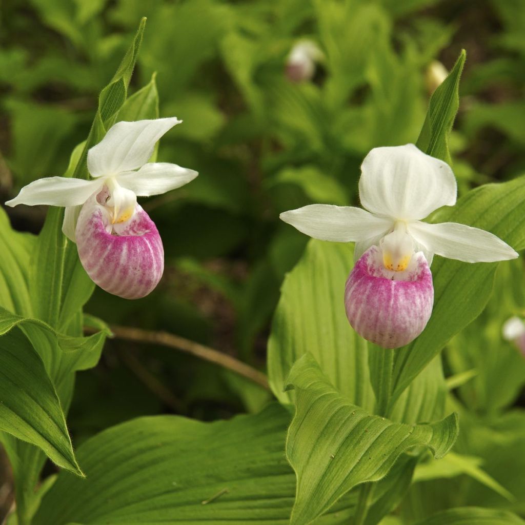 Cypripedium reginae - Sabot de Venus