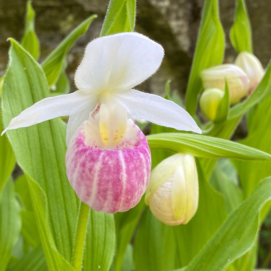 Cypripedium reginae - Sabot de Venus