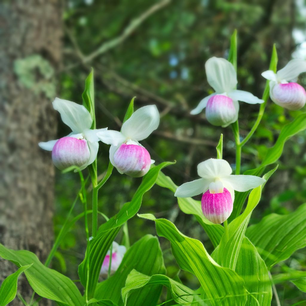 Cypripedium reginae - Sabot de Venus