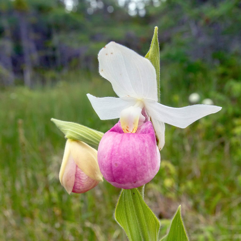 Cypripedium reginae - Sabot de Venus