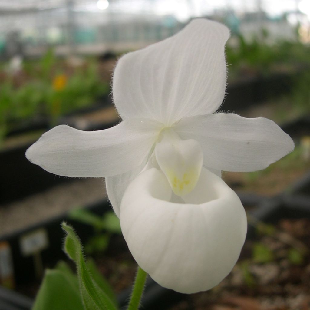 Cypripedium reginae Alba - Sabot de Venus