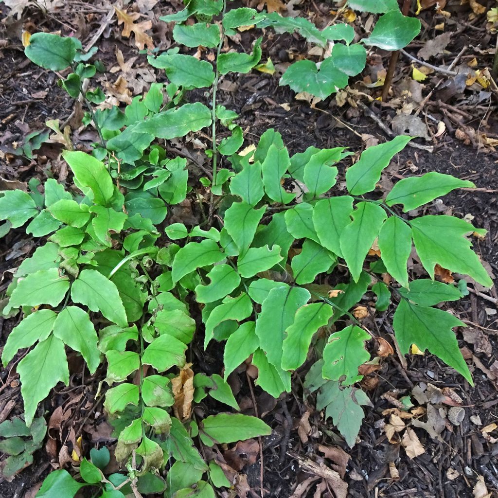 Cyrtomium fortunei - Fougère persistante