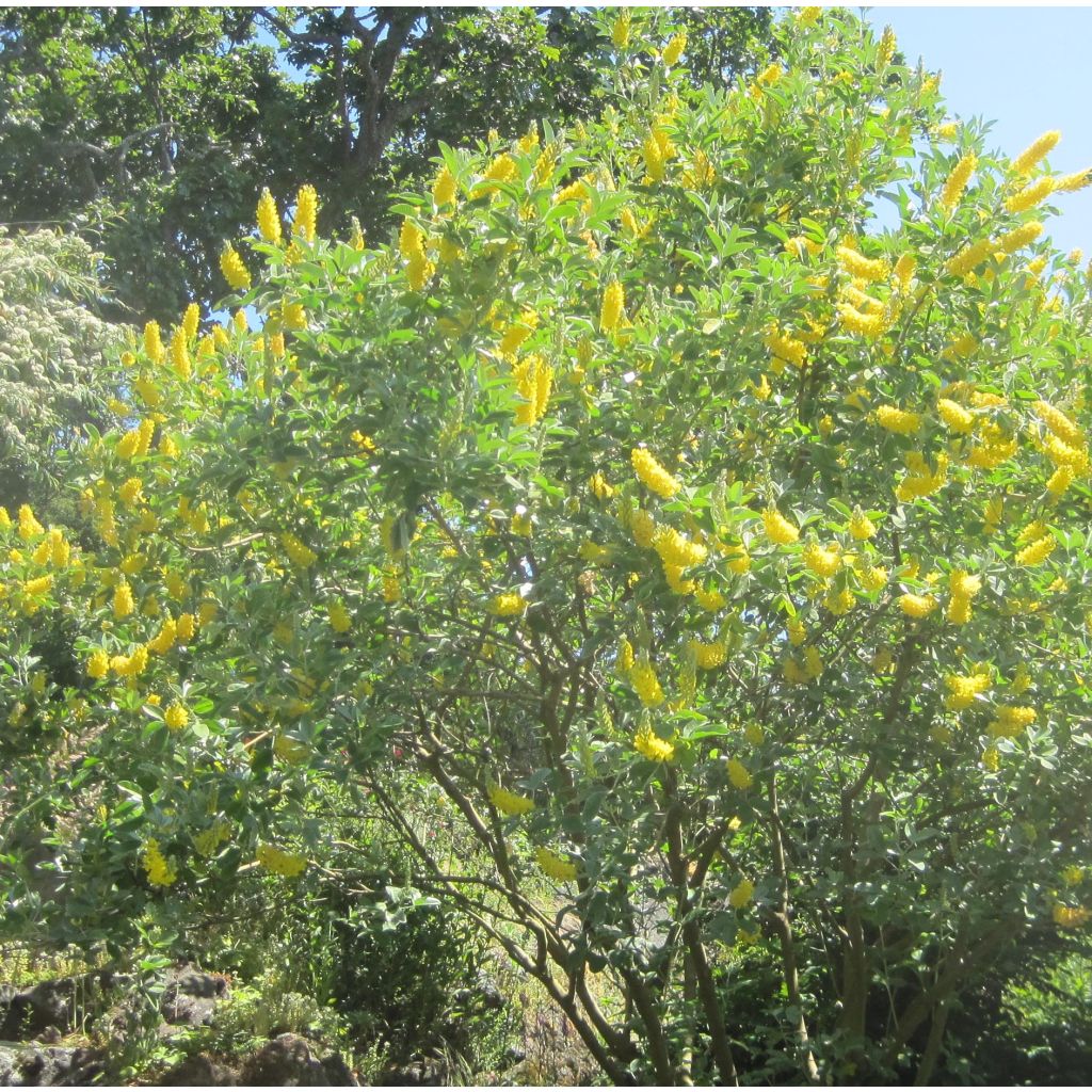 Genêt ananas - Cytisus Battandieri