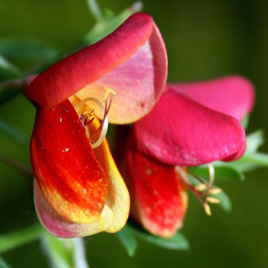 Genêt - Cytisus Hollandia