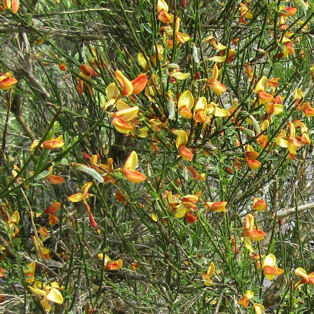 Cytisus scoparius Apricot Gem - Genêt à balais