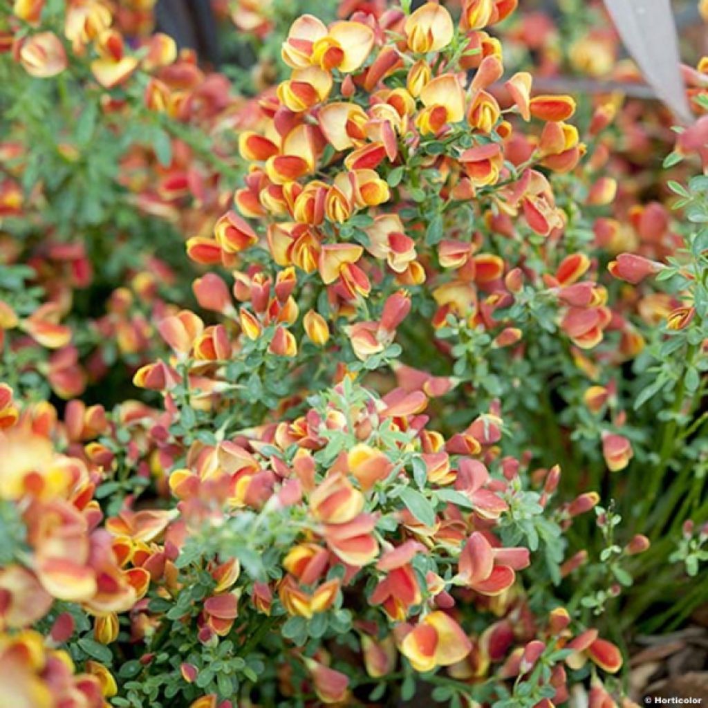 Genêt à balais - Cytisus scoparius Lena