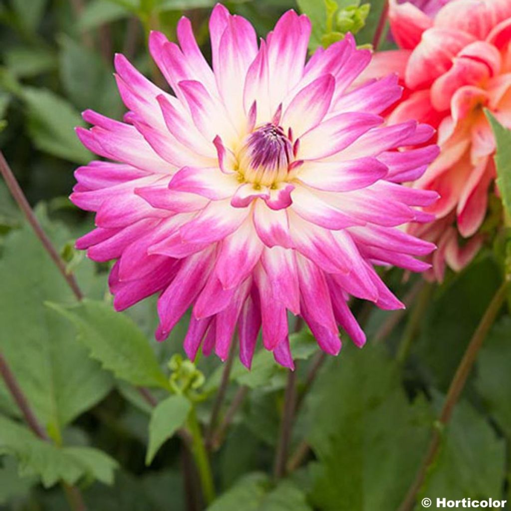 Dahlia Audace