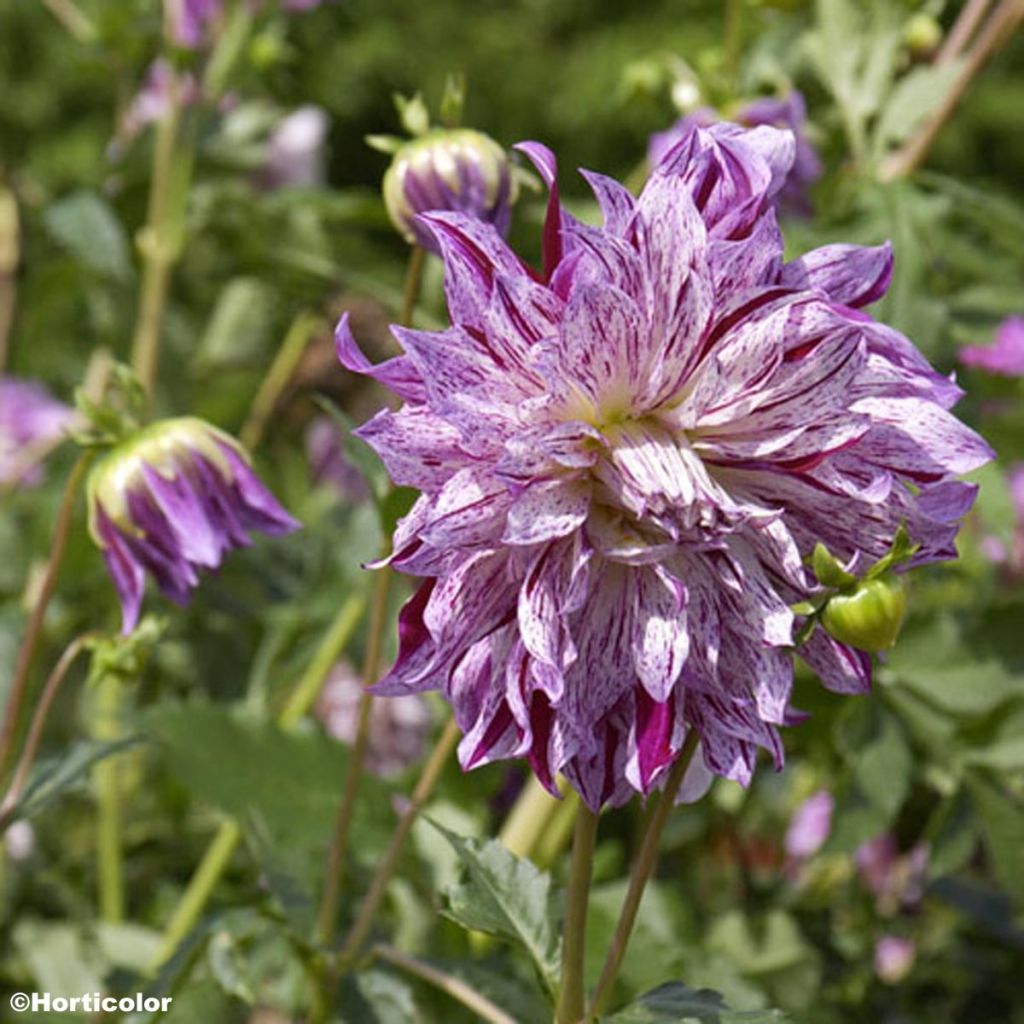 Dahlia Bristol Stripe