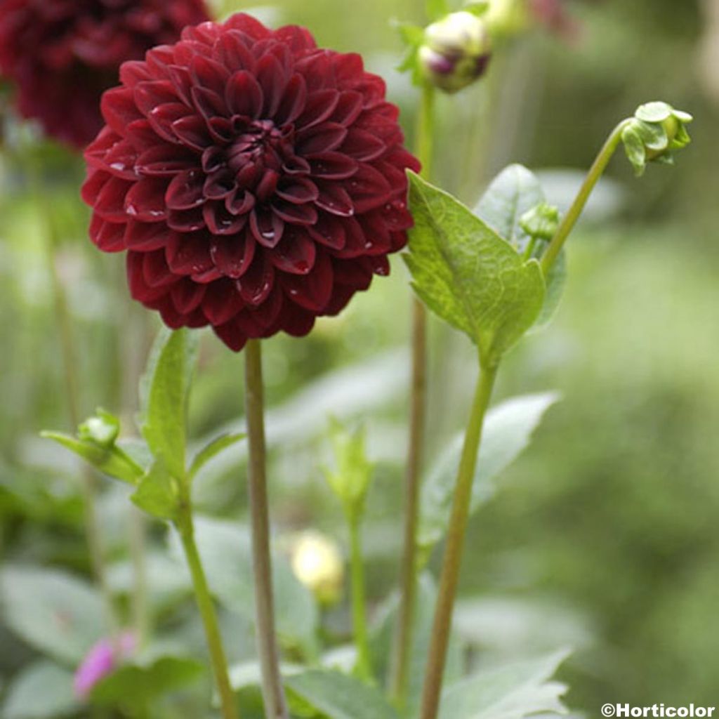 Dahlia Faro