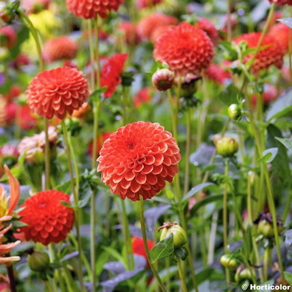 Dahlia Magnificat