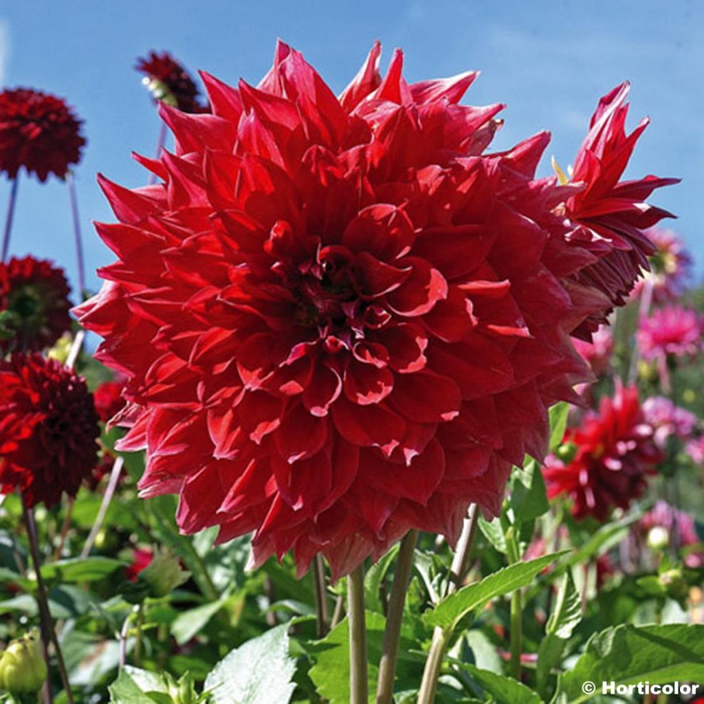 Dahlia Nez Rouge