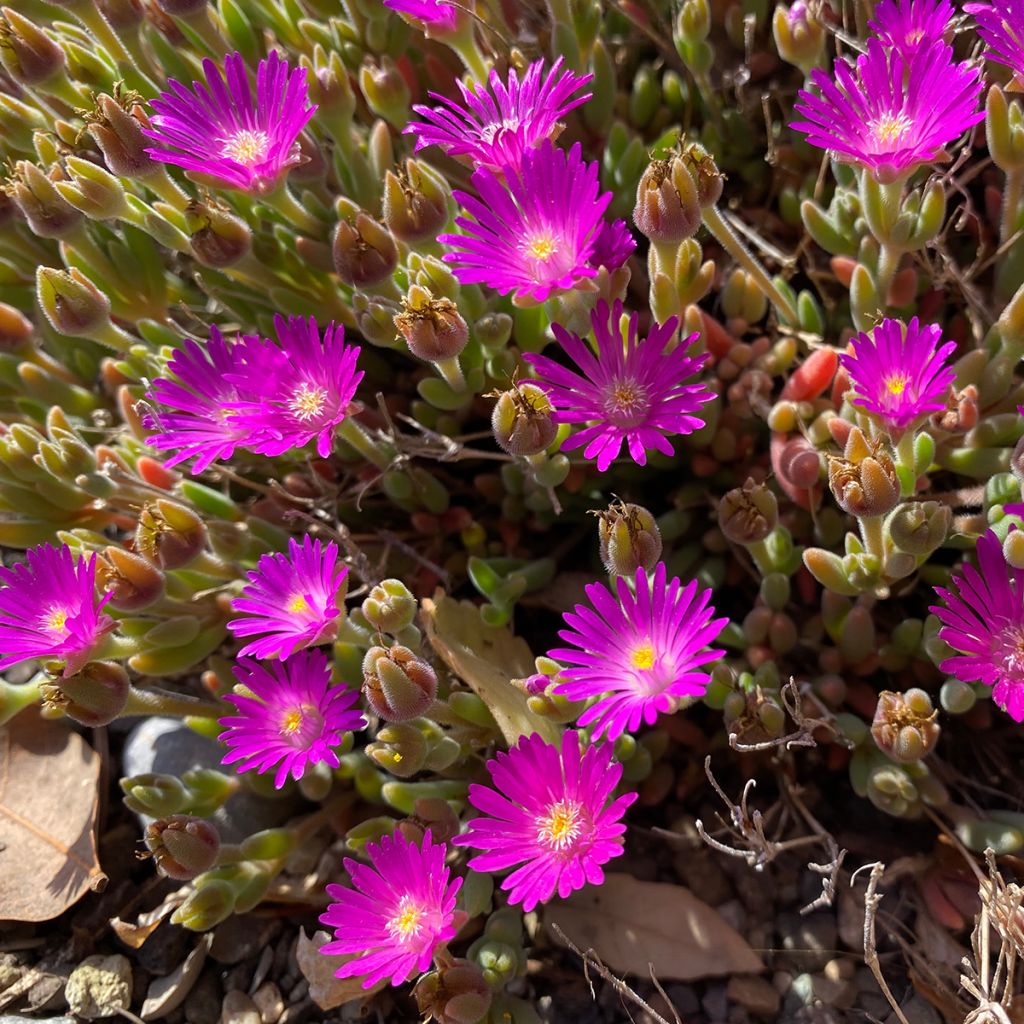 Delosperma ashtonii - Pourpier vivace, Delosperma d'Ashton