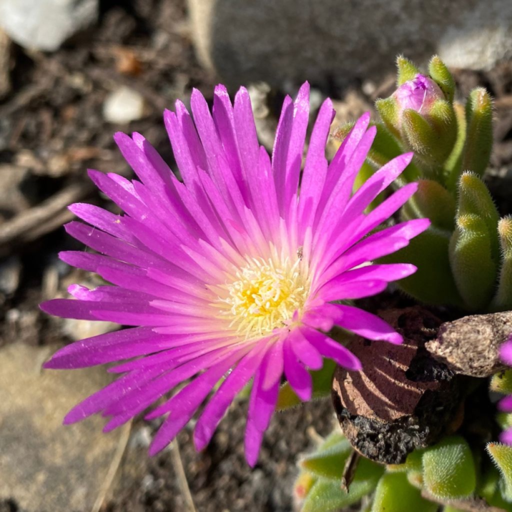 Delosperma ashtonii - Pourpier vivace, Delosperma d'Ashton