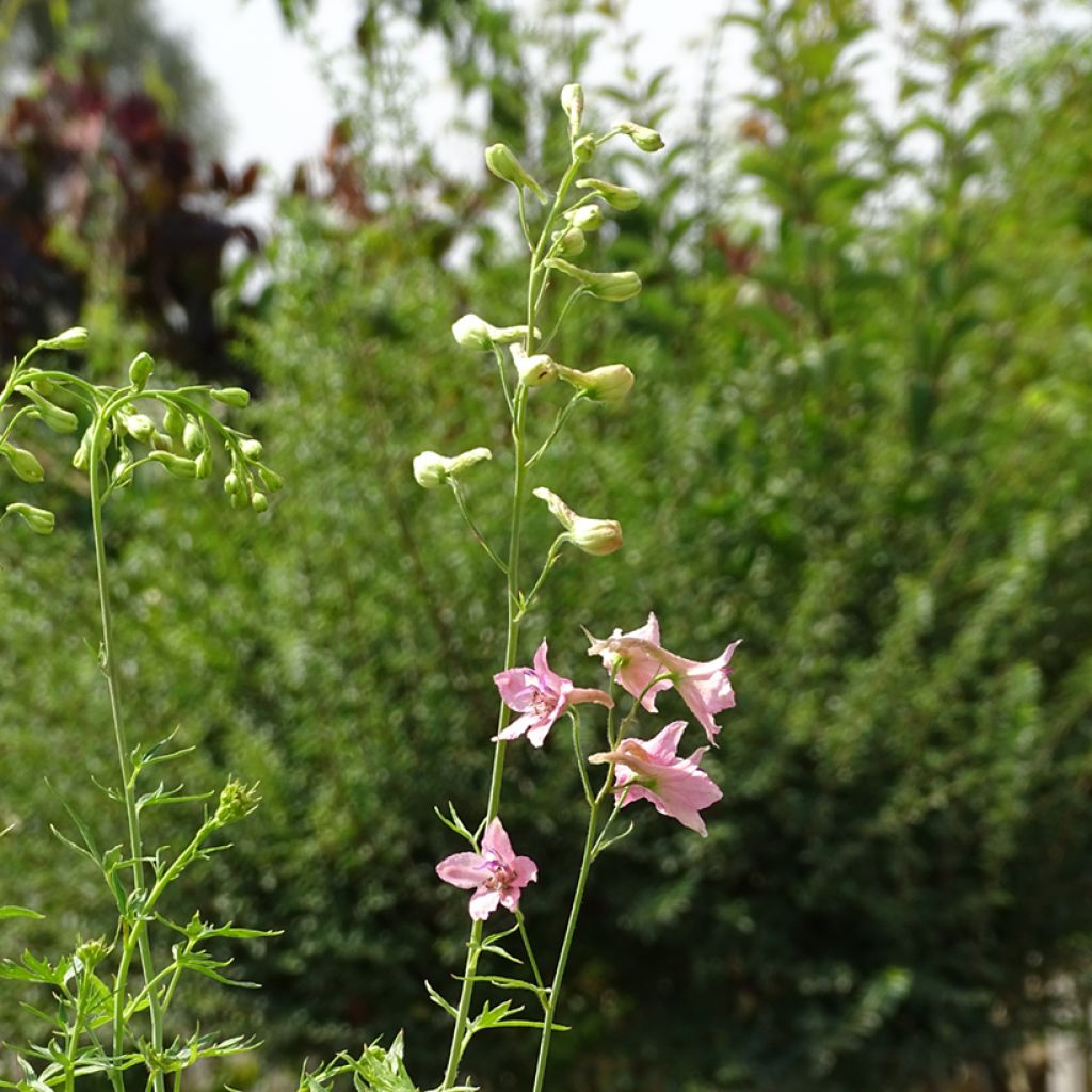 Delphinium Ruysii Pink Sensation, Pied d'Alouette