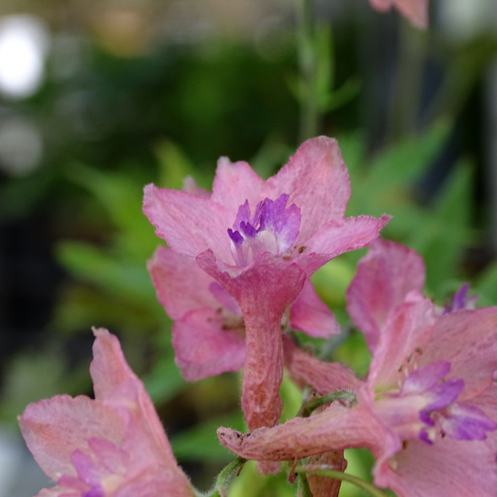 Delphinium Ruysii Pink Sensation, Pied d'Alouette