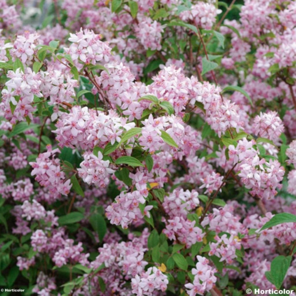 Deutzia hybrida Mont Rose - Deutzie