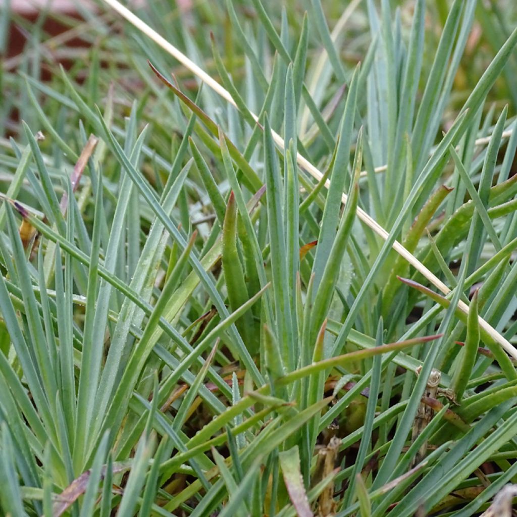 Dianthus plumarius Cranmere Pool - Oeillet mignardise