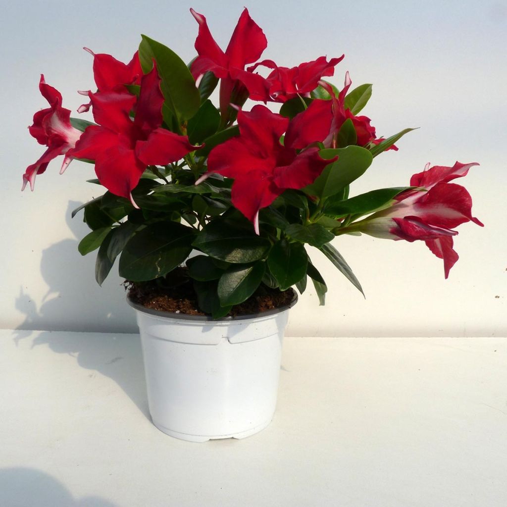 Dipladenia Diamantina Jade Red en pot de 10.5 cm