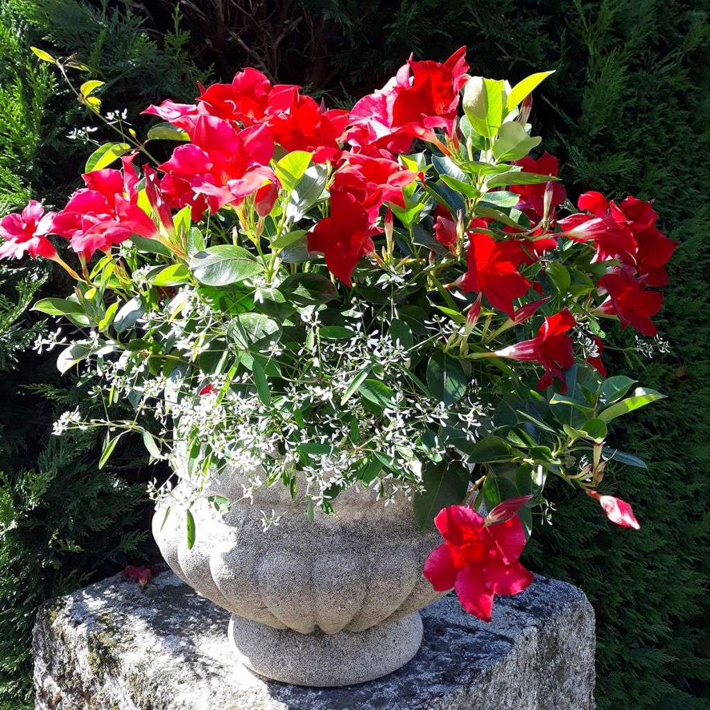 Dipladenia Diamantina Jade Red en pot de 10.5 cm