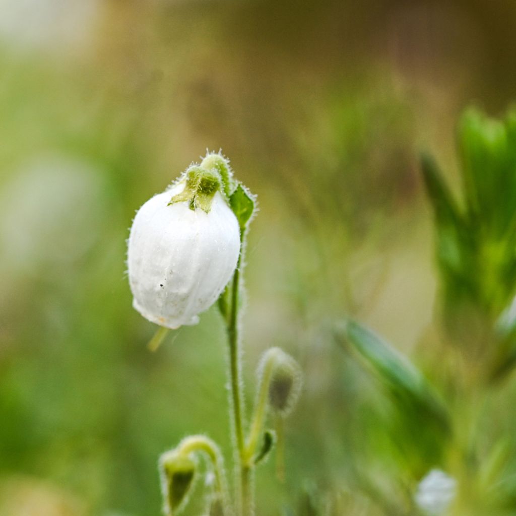 Daboecia cantabrica Alba - Bruyère de Saint Daboec blanche