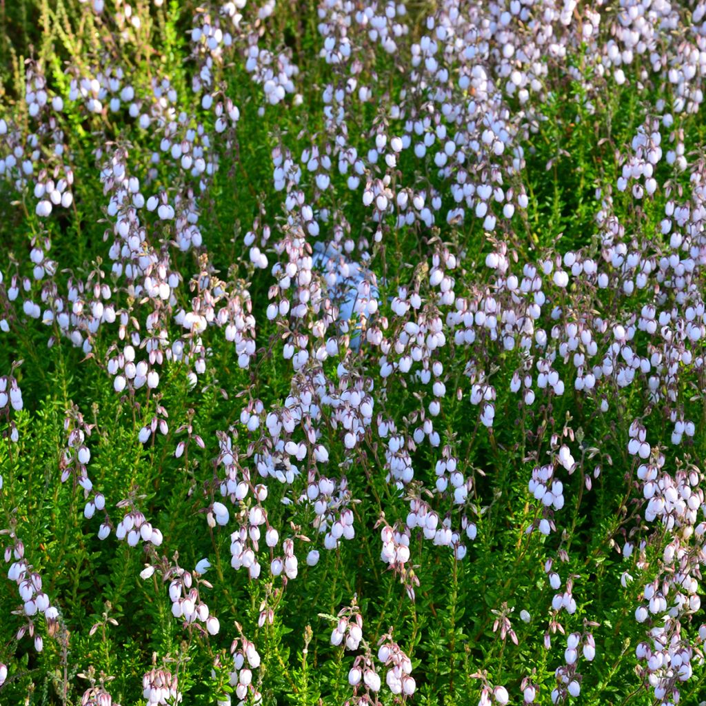 Daboecia cantabrica Alba - Bruyère de Saint Daboec blanche