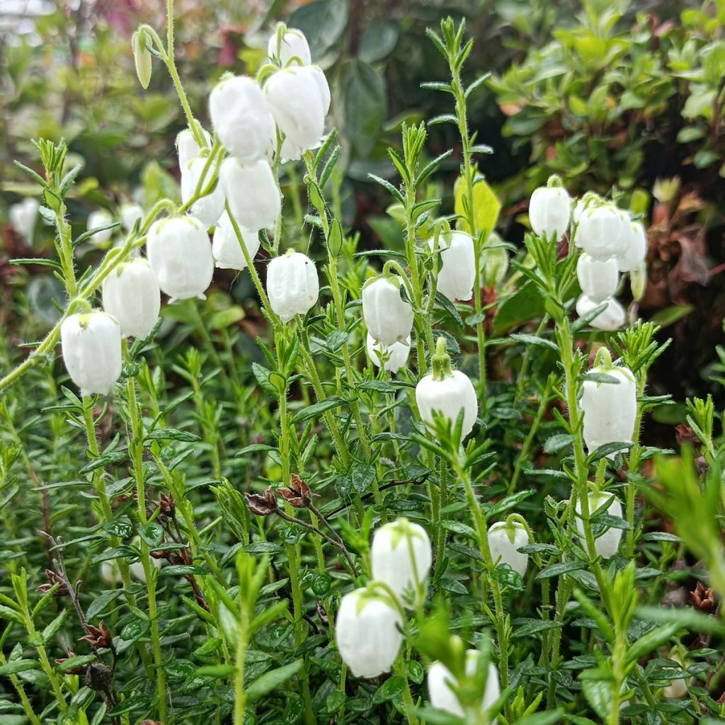 Daboecia cantabrica Alba - Bruyère de Saint Daboec blanche