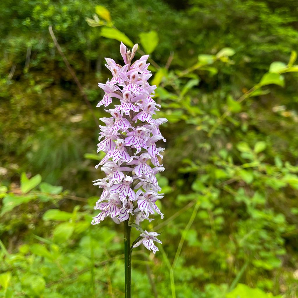 Dactylorhiza Estella G, Orchis