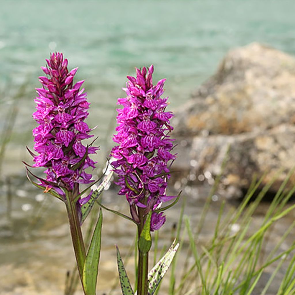 Dactylorhiza alpestris - Orchis des Alpes